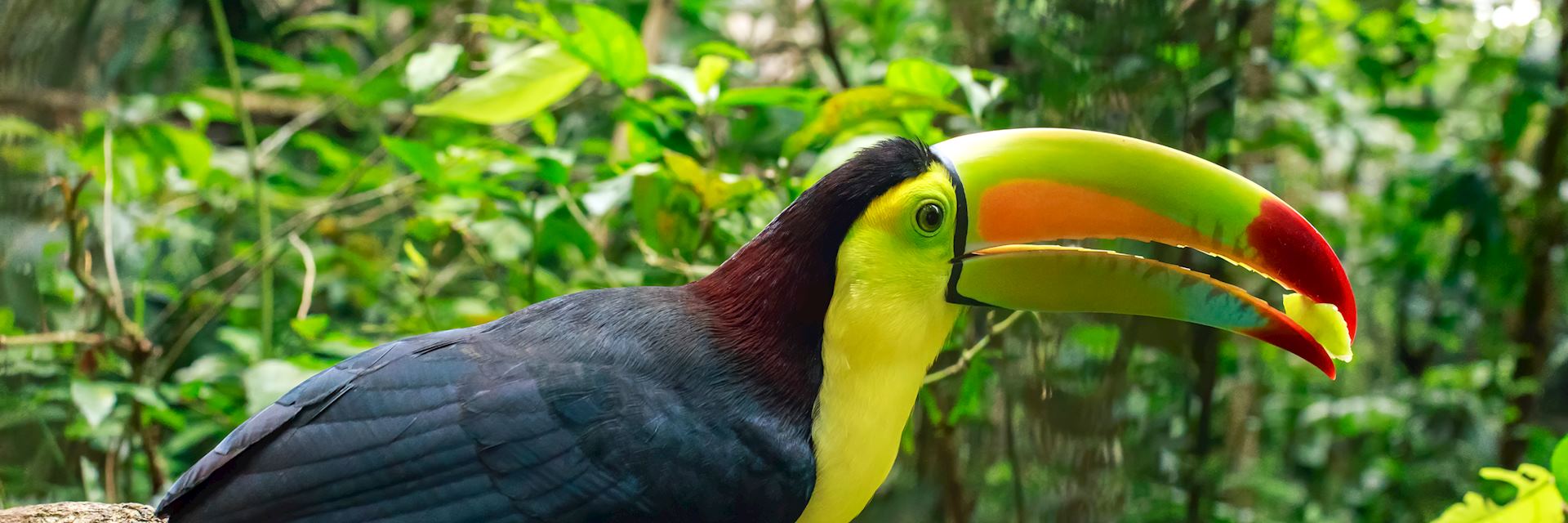 Toucan in Belize jungle