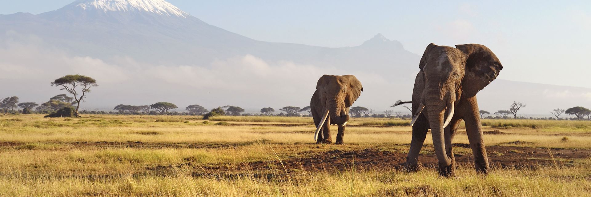 Elephants in the African savanna